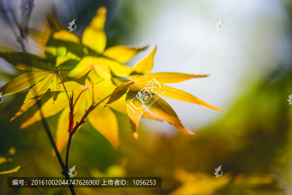 樹(shù)葉