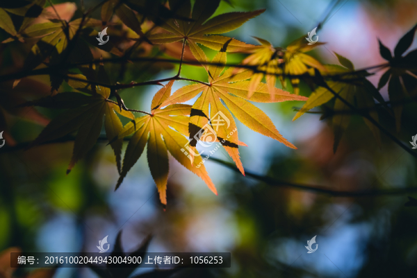 樹葉
