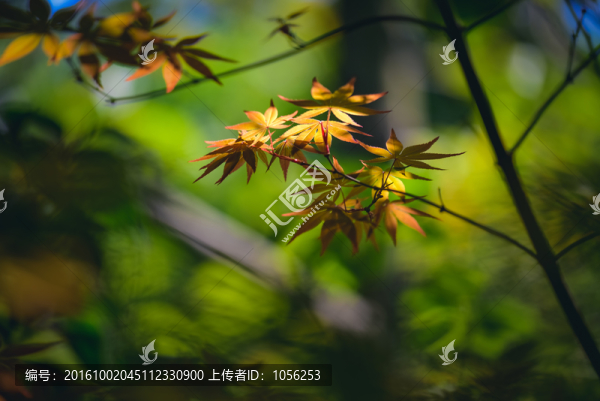 春光