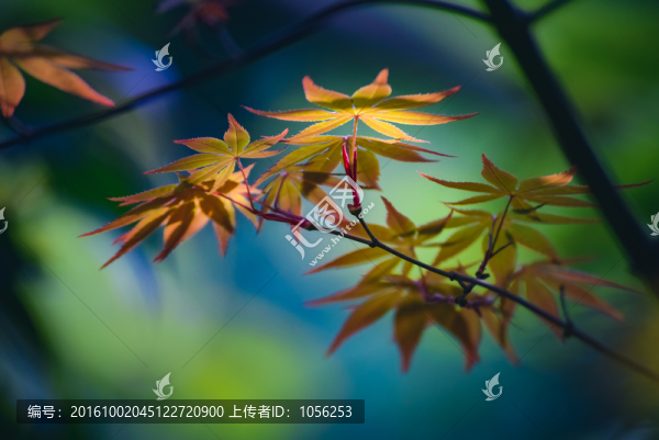 樹葉