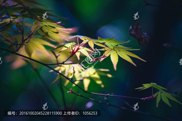 春光