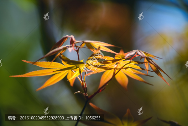 春光