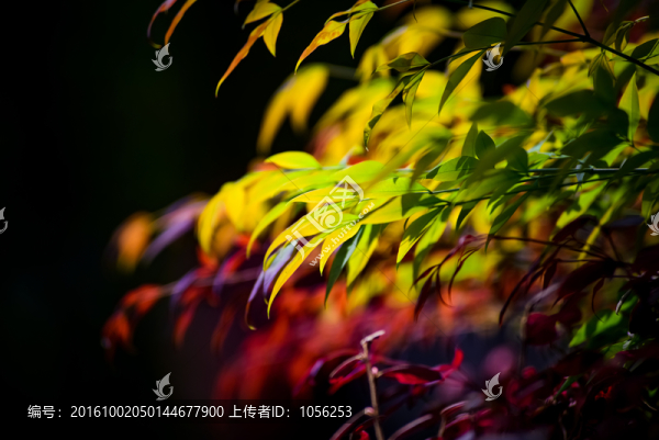 春光