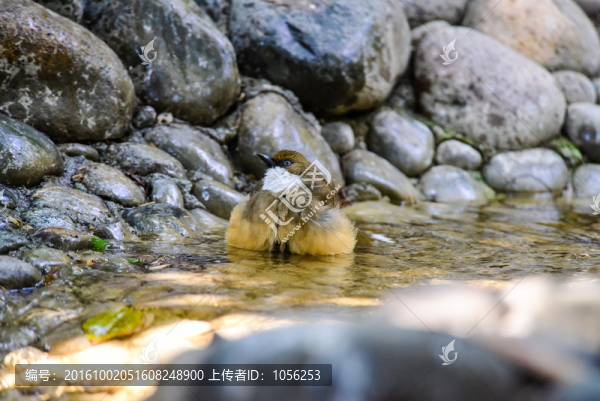 洗澡的鳥(niǎo)