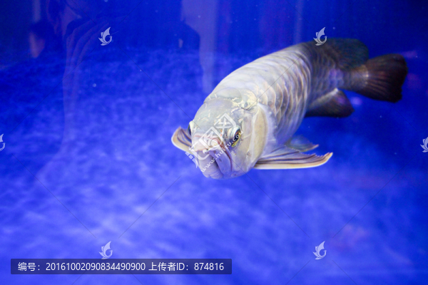 金龍魚
