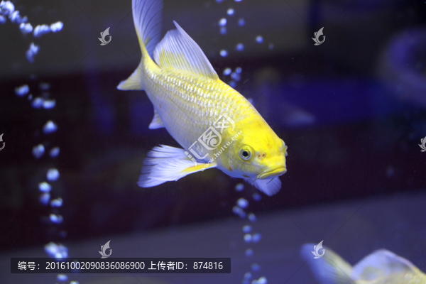 錦鯉