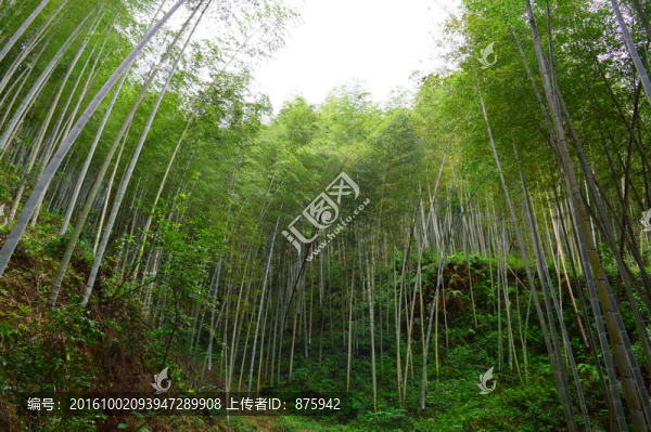 竹林