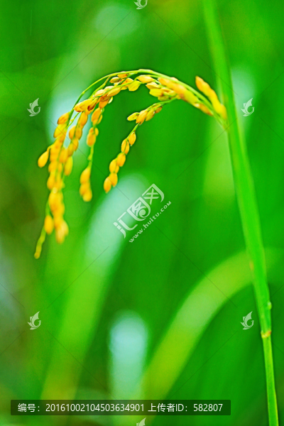稻谷