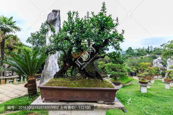 黃果樹(shù)盆景園