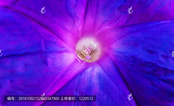 旋花屬秈型