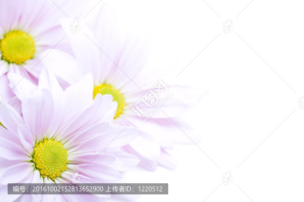 花邊框