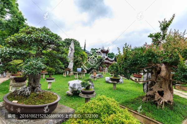 黃果樹(shù)盆景園