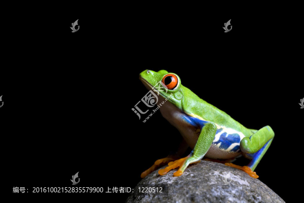 孤立的巖石上的青蛙