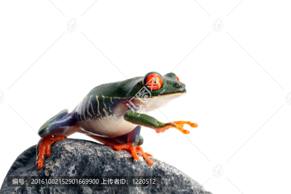 青蛙是盲目的