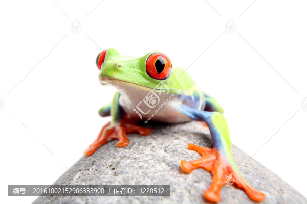 一个孤立的岩石上的青蛙