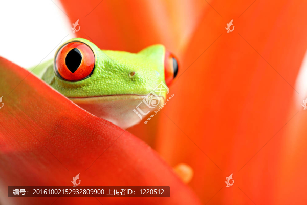 樹(shù)上的紅眼睛樹(shù)蛙