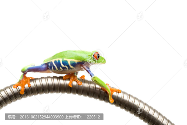 青蛙爬上孤立的白色管