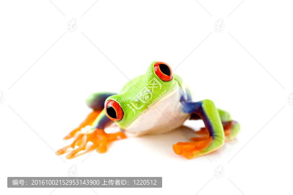 青蛙是好奇