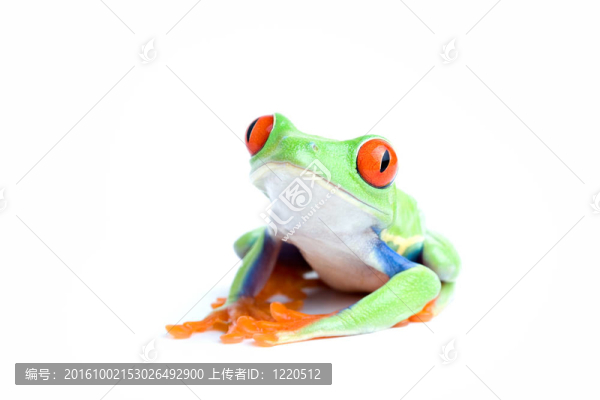 白色的青蛙的姿勢(shì)