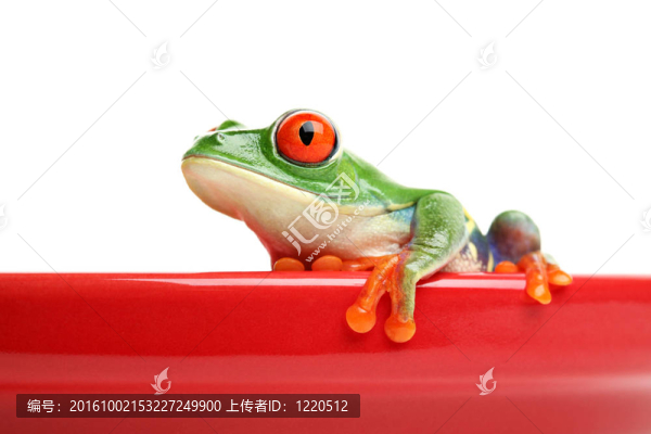 紅鍋蛙-匯圖網(wǎng) www.fosd68.com 紅鍋蛙
