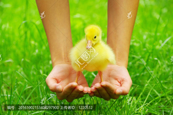 小鵝