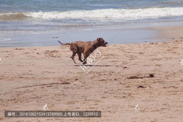 在海灘上的狗