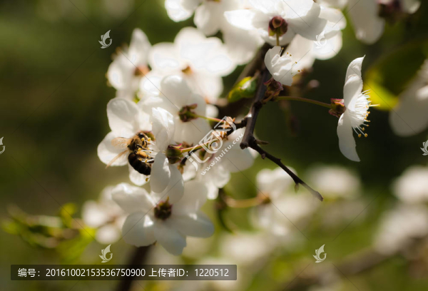 櫻花盛開(kāi)