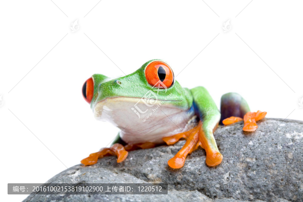 岩石上的青蛙