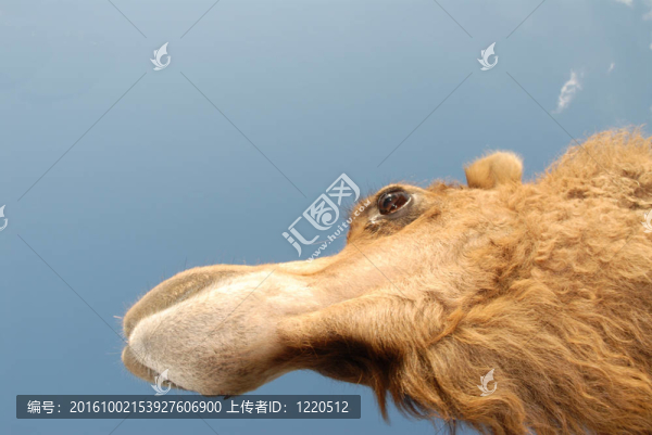駱駝