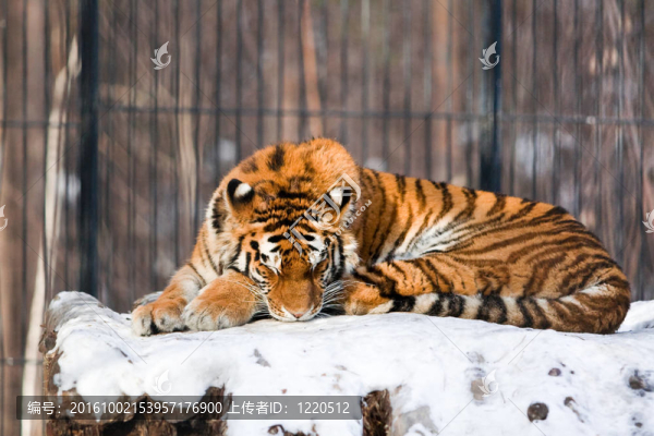 動物園里的西伯利亞虎