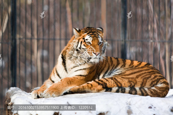 動物園里的西伯利亞虎