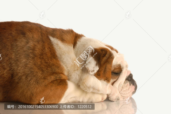 斗牛犬簡介