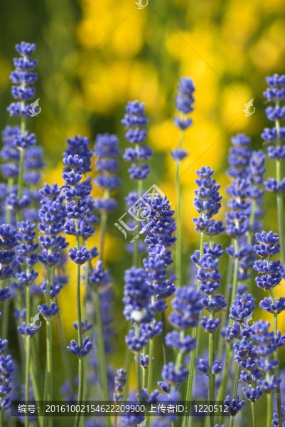 紫色薰衣草與Yellow,Flowers