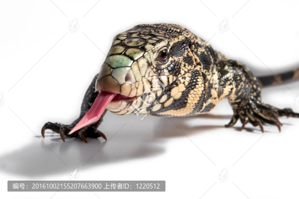 Overo蜥蜴