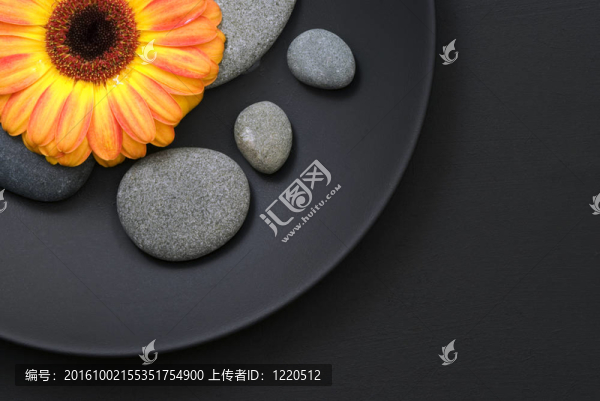 黃gerbera,daisy