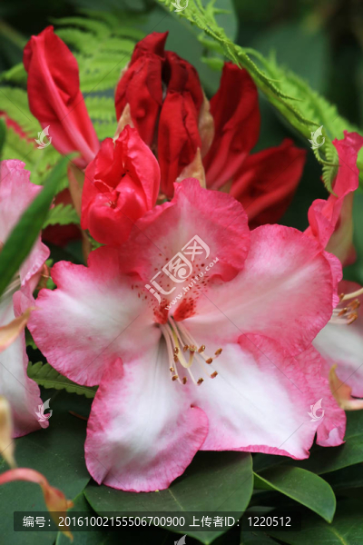 粉紅色的杜鵑花