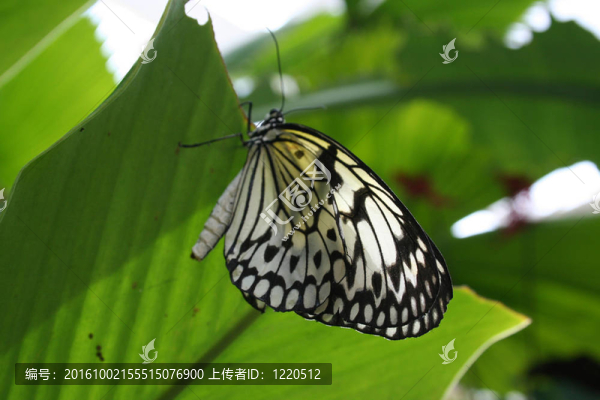 蝴蝶