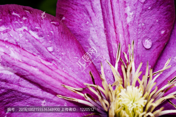 鐵線蓮的花