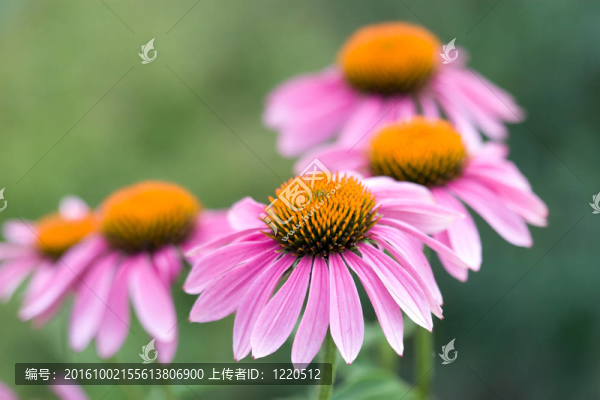 粉紅色的camomiles