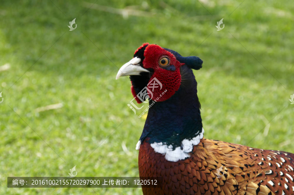 野雞