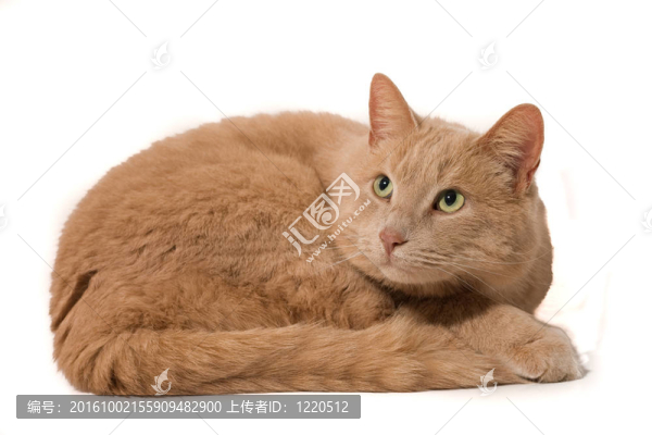 貓隔離