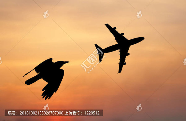 鳥和飛機飛行黑色剪影組成