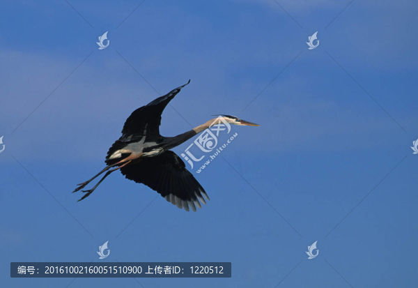 飛行中的大藍(lán)鷺