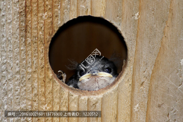鳥屋中的小鳥
