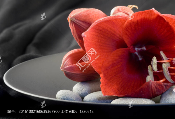 紅孤挺花