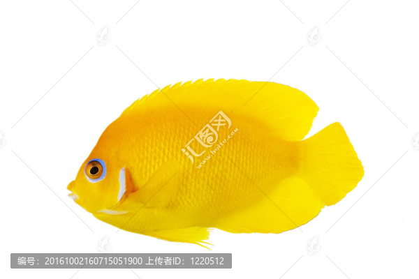 檸檬皮的神仙魚