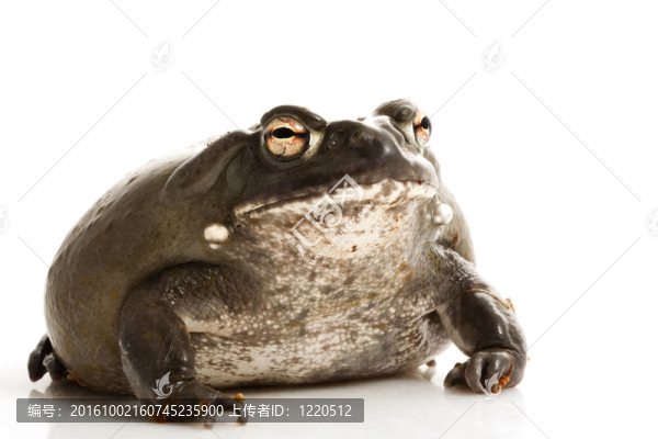 科羅拉多牛蛙