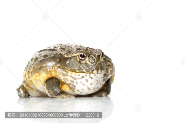 非洲牛蛙/小青蛙