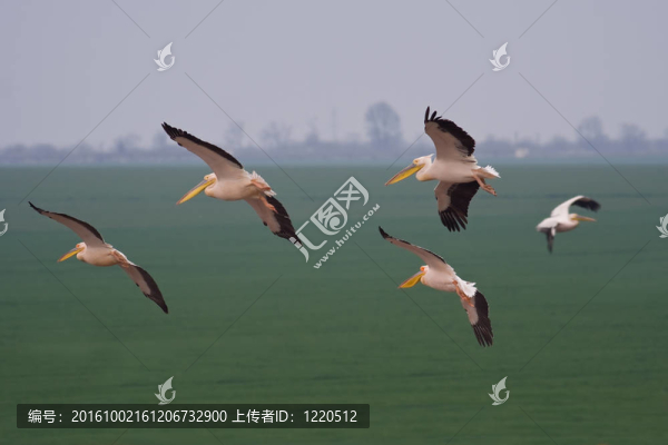 鵜鶘飛離