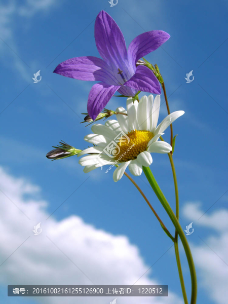 風(fēng)鈴草和雛菊